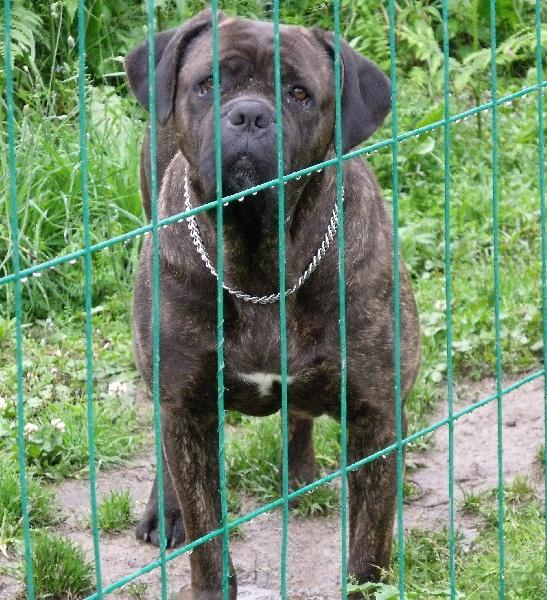 Anka (Sans Affixe)